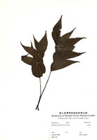 藏品(化香樹)的圖片